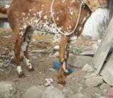 4 dant makhi cheeni 1month gaban Argent for sale
