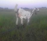 Beetal goat two months guban