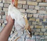 Boska Madiya Forsale