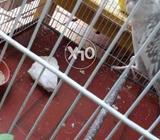 Cocktal fuon wait fas bader paer