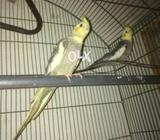 Coman gry cocktal pair