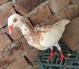 Danish breder female