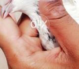 Fraanci nar motiyo wali maadi