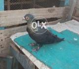 Kaala kawa with Golden neck