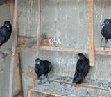 Kalee desi pathay single palk