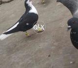 Kali shirazy gandezar female