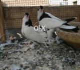 Kalyary pathy pair