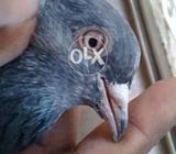 Kamaghar kasure jora