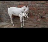 Kashmiri goat
