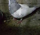 Kasni khal gulyar phathhe 6 y 7 kali k