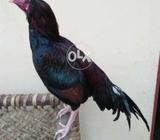Khas Mian Walli