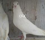 Male n female