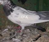 Male very chep price
