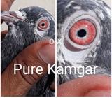 Neela Kamagar Nar Pure hai