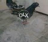 Old jaldar lakhay 786