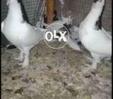 Pabai pair full cutting
