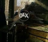 Pigon pigon pigon pigon