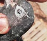 Pure chatt wala pair