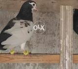 Sabaz chap gulyar female