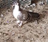 Silver sabz toghy madi
