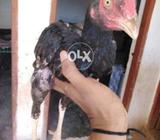 Sindhe mianwali kras