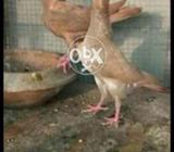 Swing neck full pathay