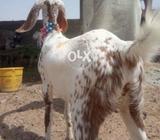 Tapri makha cheene madi