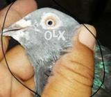 Teadi ,dub wale ,khaki,golden