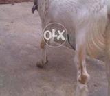 Tedd nasal ki he ye Madi beutiful