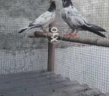 Teddy beachy for sell