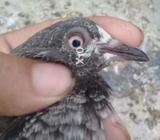 Tedi pathi itnay kam rate mai koi nahi day ga