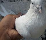 Wehshi old bloodline