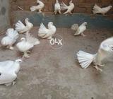 White laky