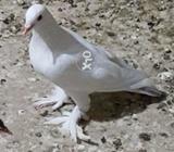 White sherazi siyah mn se