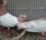 Zard Khal Pair For Sell