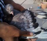 Zeera,kalsira and chapdar patha