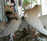 ایک جوڈا لکہ اور ایک بچہ