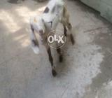 دیسی دوغلا بکرا