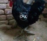 Black murgha 1 peece ki price h