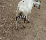 Dasii Goat h ashi nasl ki ghubn h