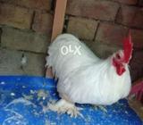 Full healthy and active