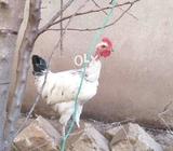Ganjay murghay for sale
