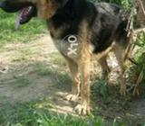 German shepherd dobal coat female age 15month