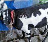 Ghabban pakri 2month full healthy hai urjent need money thts y i want