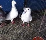 Grmn bewty bredr pear