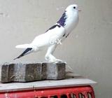 Gula kabutor