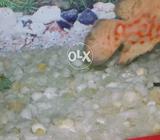 Hussain our hassan fish ke oupar likha hua hai