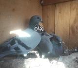 Jangli kaboter / for Lakwa & Faleg