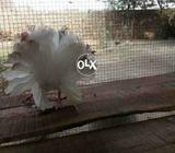 Laka breder mael for sel