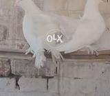 Laky kaboter VIP pair